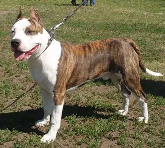 JCH RUS Faiter Night Black Hanter