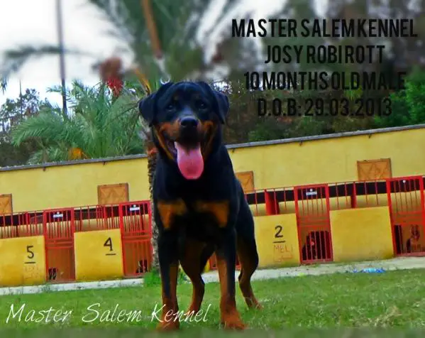 JOSY - Master Salem Kennel