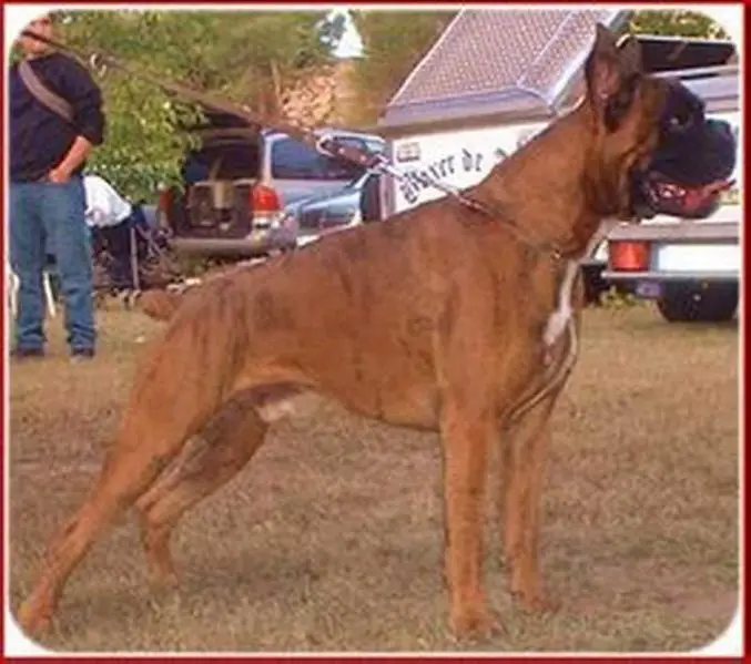 Luigi de los Morritos