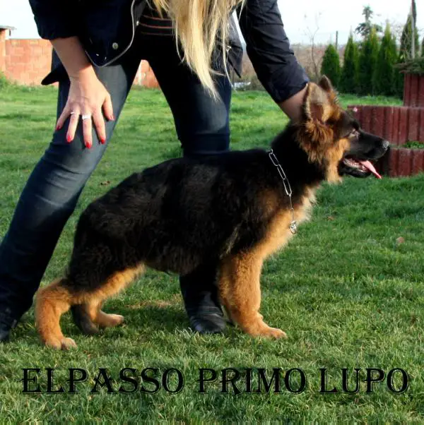 ELPASSO Primo Lupo