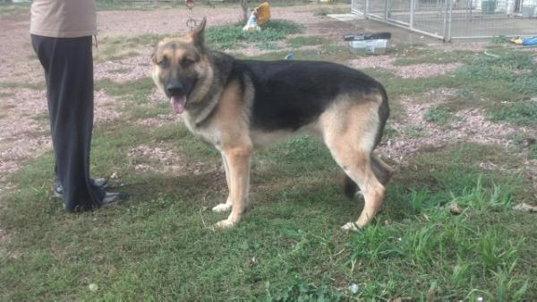 Jack Daniels Vom Frankenthal