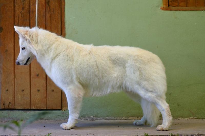 Inka de Kupal Kuyen - Alkina