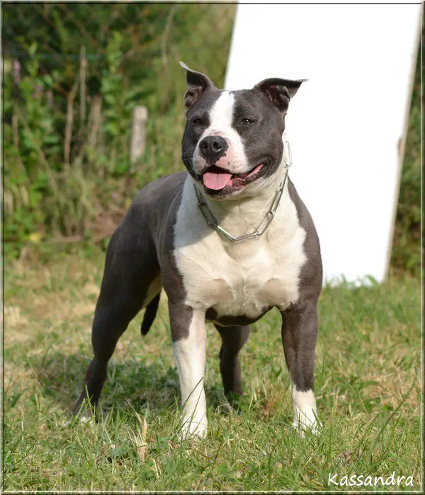 White Back Démoniak Girl the moon