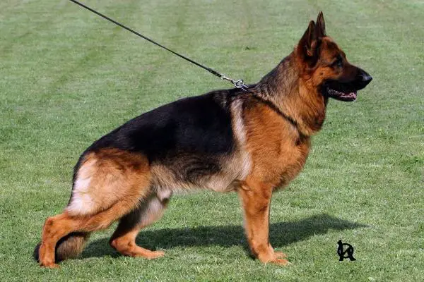 V,VT,CACIB,BOB,BIG Iron Maiden Fabare Bohemia