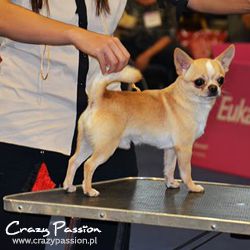 J.CH,CH.PL Mr.Magoo crazy passion