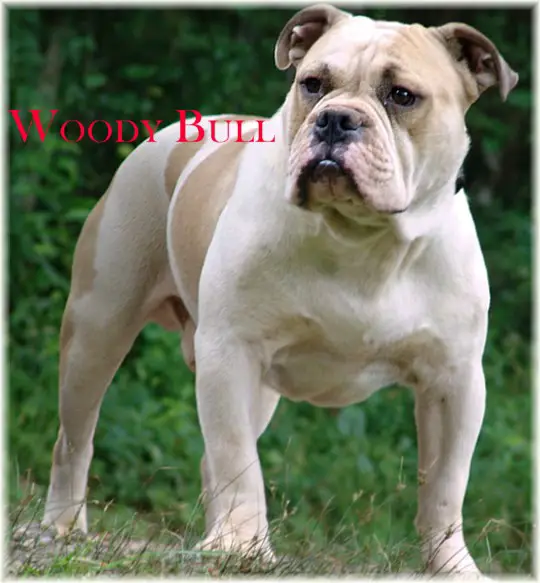 My Bulldogges Trax
