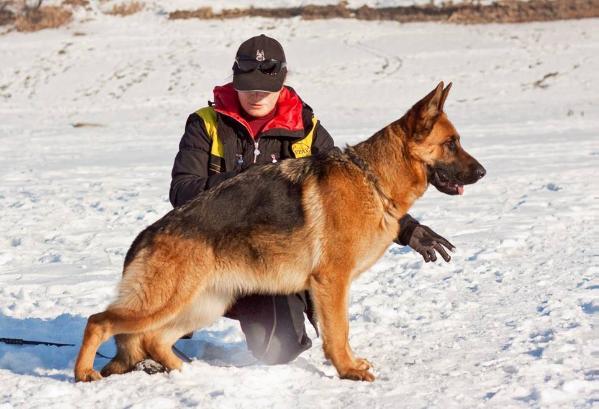 SG1/CH(KG,KZ) Nonamax Djecky