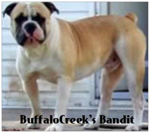 BuffaloCreek's Bandit