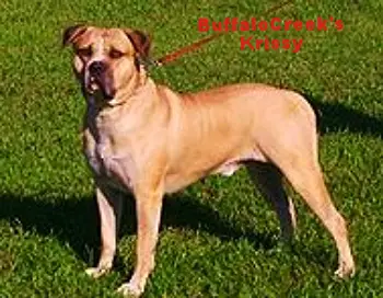 BuffaloCreek's Krissy(Bully AB/Sorrell pitbull/Standred AB)