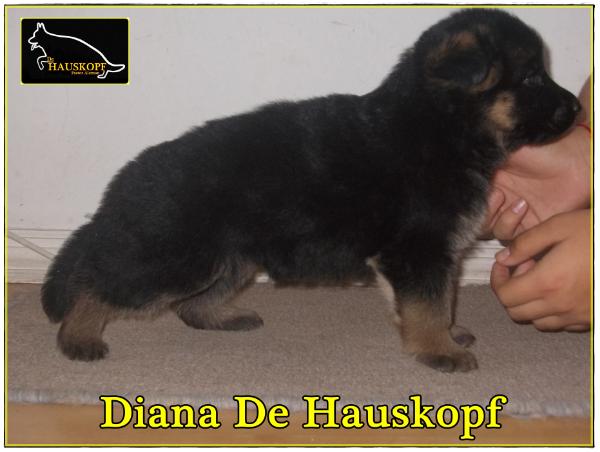 Diana De Hauskopf