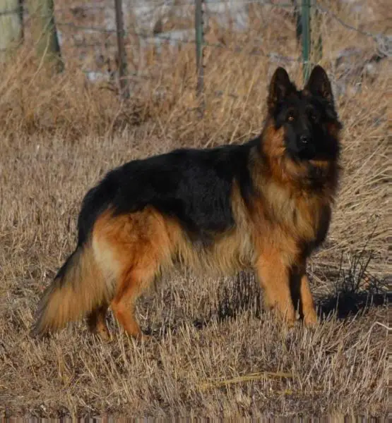 Royal K9s Ruger Von Felsengebirge