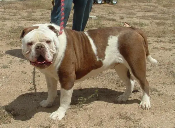 GRAND CH CRK's Monsta of da Midway "Bear"