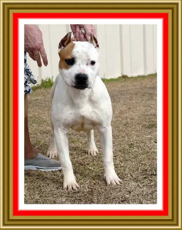 Sugar Daddys X-Z Paris the Slut