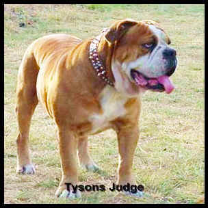 Sullivan's Tyson Judge