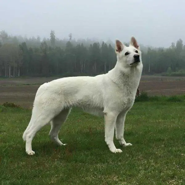KORAD, SUCH, Erövrarens Antilope