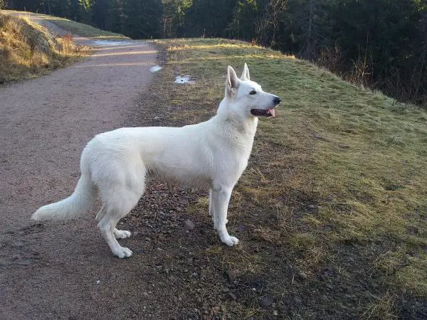 Erövrarens Aristotle