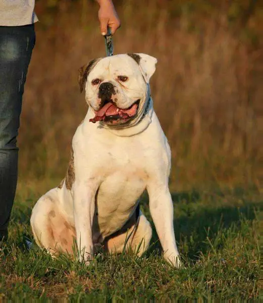 Destiny's Bulls Dutch