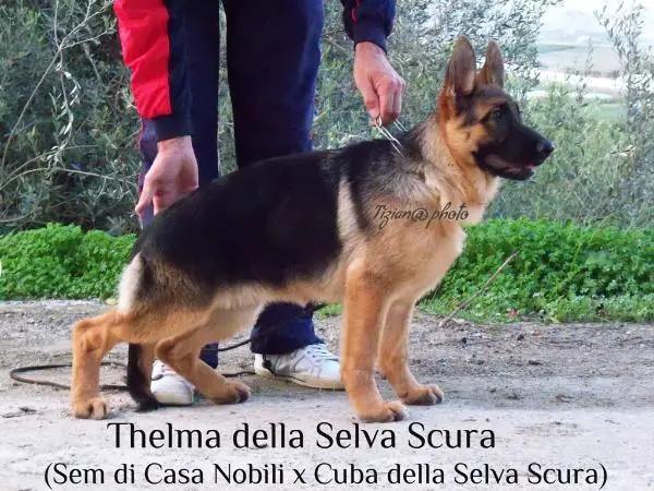 Thelma della Selva Scura