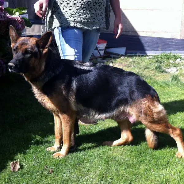 Jama del crusoe