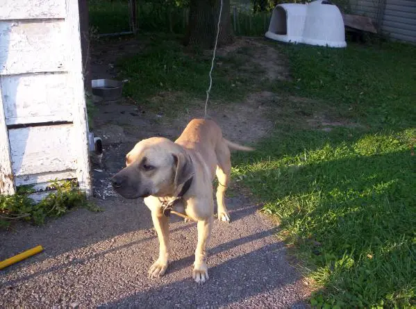 Powerhouse's Killer Bee (APBT)