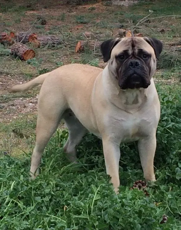 Dalila de Fillobull
