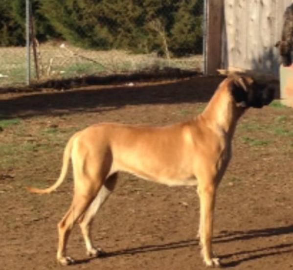 Goddess of Wisdom Athena