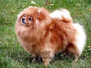 Veseli Gnom Dyuimovochka