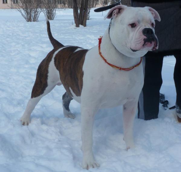 ЧР, ЧРКФ, 3*КЧК Инфантри Голд Вестерн