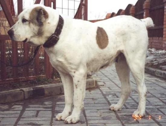 Laksheri Lafina