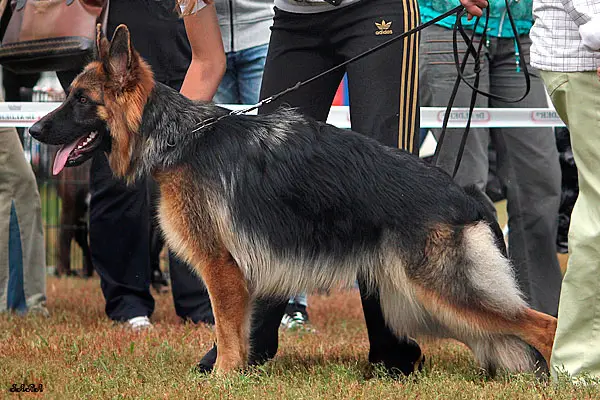 Black Star iz Doma Karmanovoi