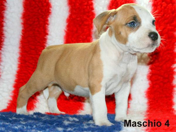 Blue Amstaff Dressed in red
