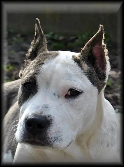 MysticStaff ESKIMO Of Quinceville