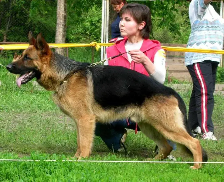 Atillo [Ritschi x Pary]