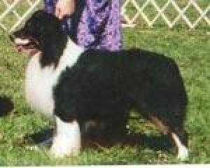 Outlaw's Rustlin Up Glory