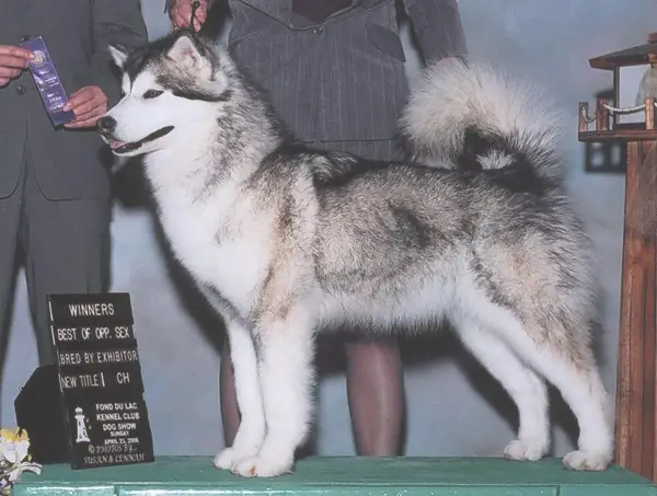 CH Oakiok's Simply All About Me