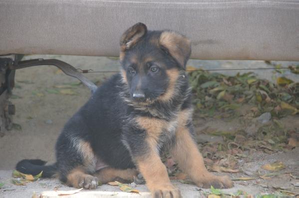Ana kuwait k9-team