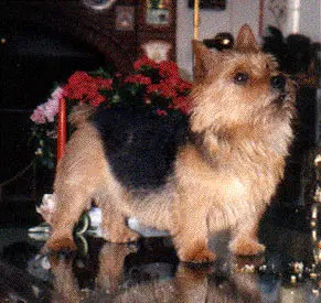 Skjoldungen duke of wellington