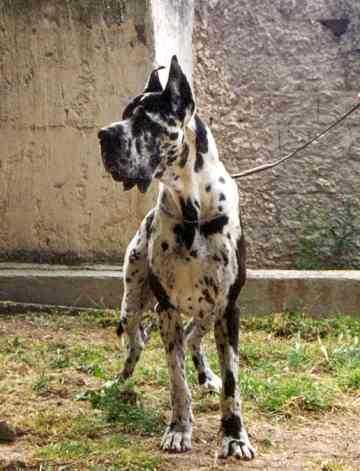 Let It Be de la Benjamine