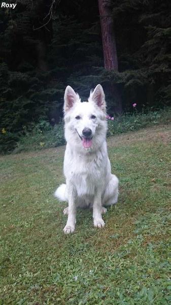 Roxy la Blankpapilio