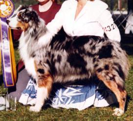 HOF CH Aristocrat's Once Ina Blue Moon