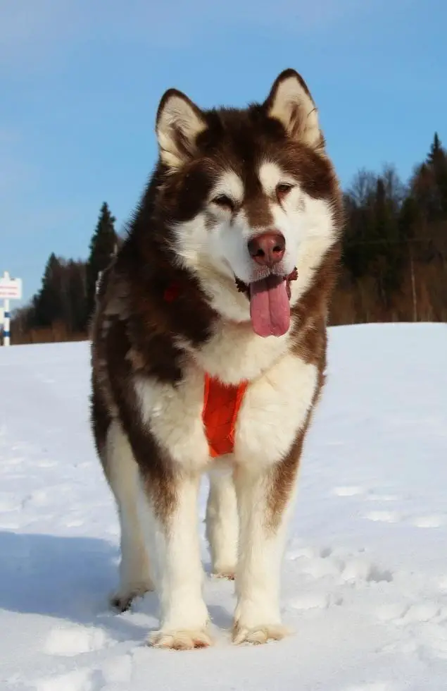 RUS JCH, RUS CH Russkoe Safari Yadel-Vi-GrandI