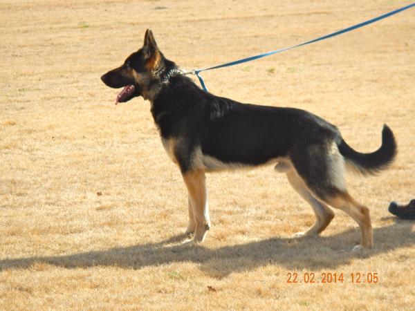 Newman Vom Haus Baysden