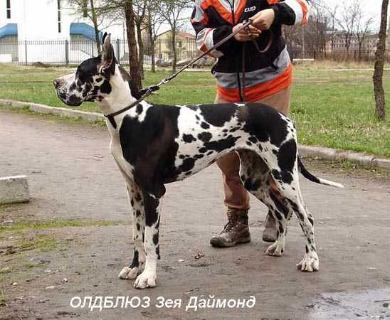 Ch. Rus, Cacib, 2x R.Cacib, 8xCAC, Oldbluz Zeya Diamond