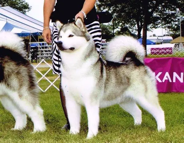 GCH CH Poker Flat's Call Of the Wild Wind
