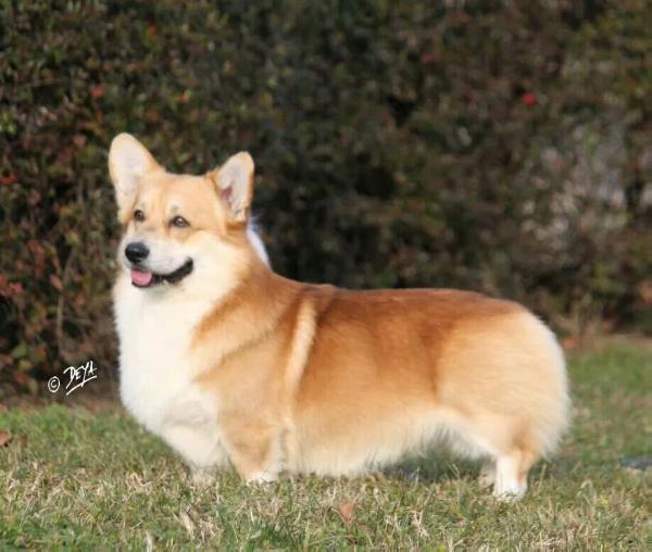 CH (ITA, INTL, PROGENY) Angel (at PEMSLIFE)