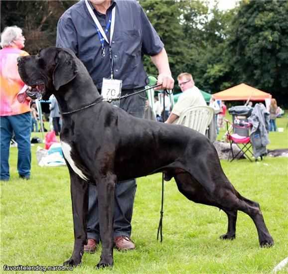Errol Vom Schloß Seehof