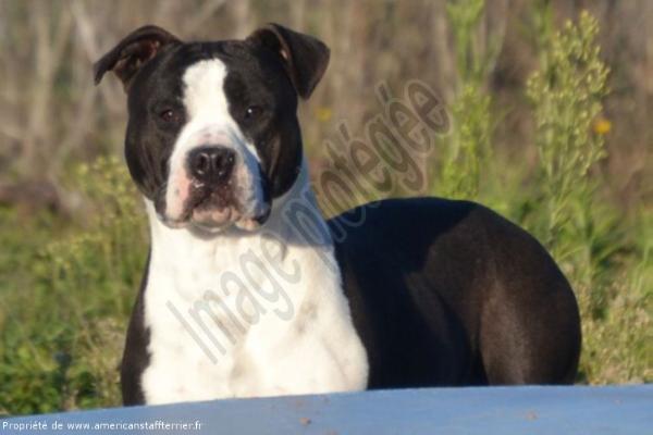 Homer de la Griffe du Dragon