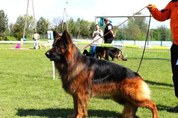 CH.PL CHOPER z Karpiowego Stawu