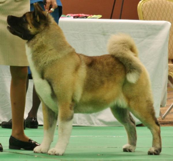 AKC CH Celebre's Aurora Of Regalia