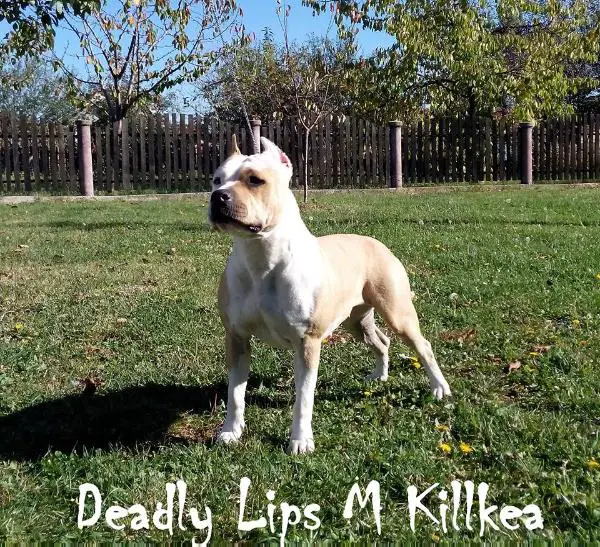 Deadly Lips M Killkea